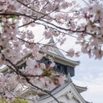 The Appeal of the Kokura Castle Cherry Blossom Festival, Where You Can Also Enjoy Food Stalls and Stage Shows