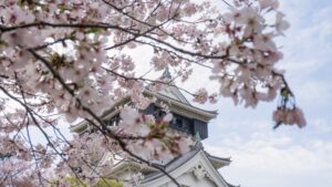 The Appeal of the Kokura Castle Cherry Blossom Festival, Where You Can Also Enjoy Food Stalls and Stage Shows