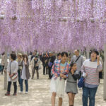 Enjoy the Stunning Spring Scenery at the Kichijoji Wisteria Festival! Highlights and Historical Information