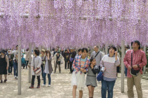 Enjoy the Stunning Spring Scenery at the Kichijoji Wisteria Festival! Highlights and Historical Information