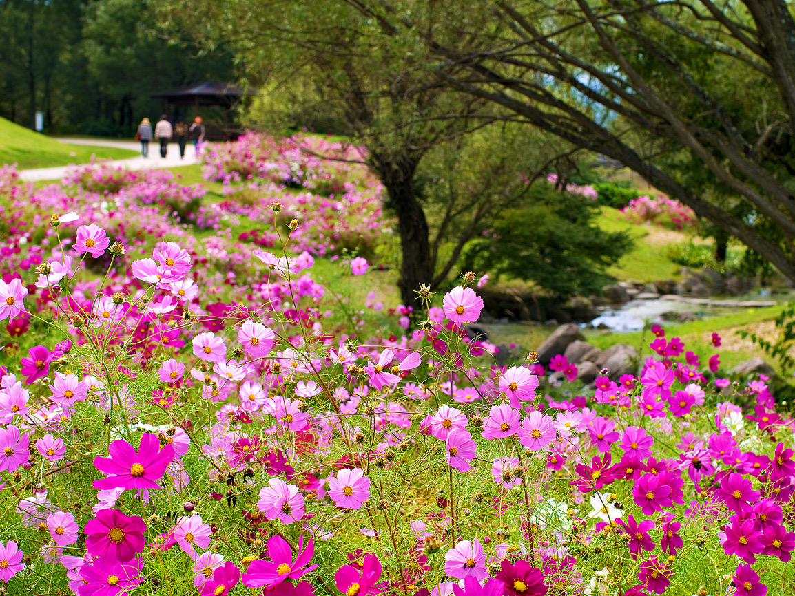 Cosmos Festival, a Representative Event of Autumn in Kurume City, is Now On!