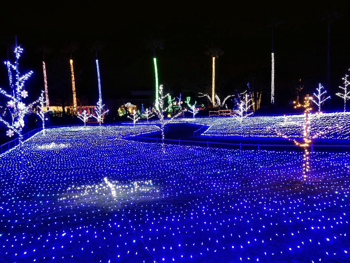 Flower Park Illumination: Ibusuki Flower Park Bathed in Light!