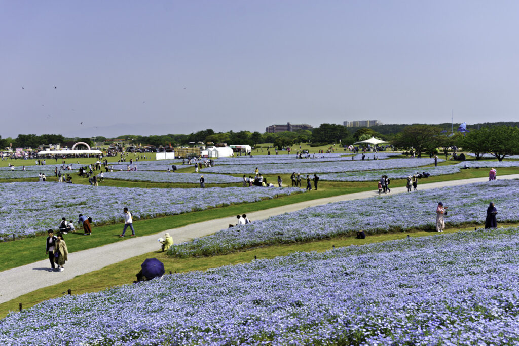 Uminonakamichi Seaside Park: Fukuoka's Hidden Gem for Nature, Fun, and Family