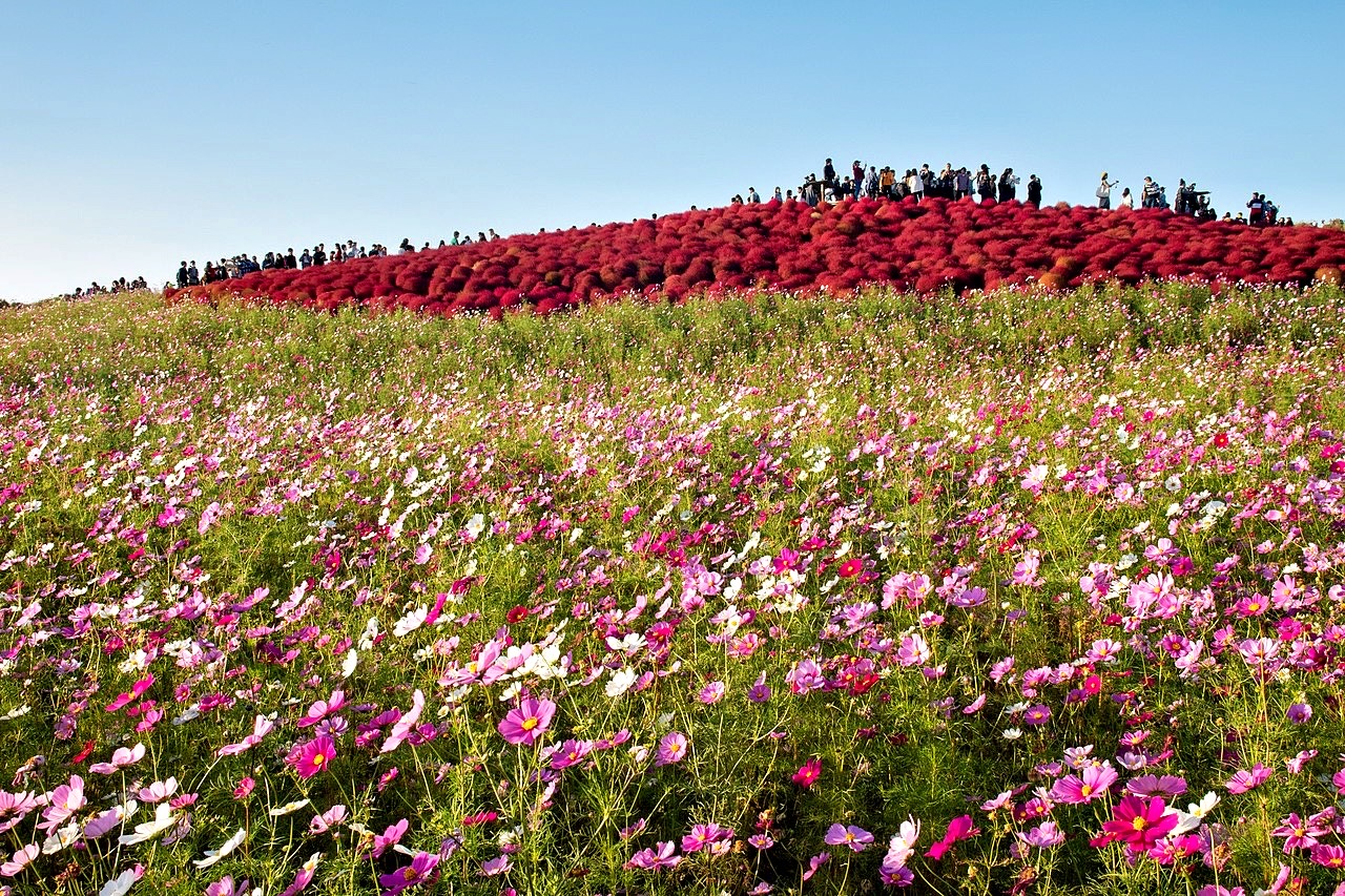 [Superb View of Cosmos Flowers] Head to the "Asakura Kirin Cosmos Festa," Where 10 Million Cosmos Flowers Bloom!