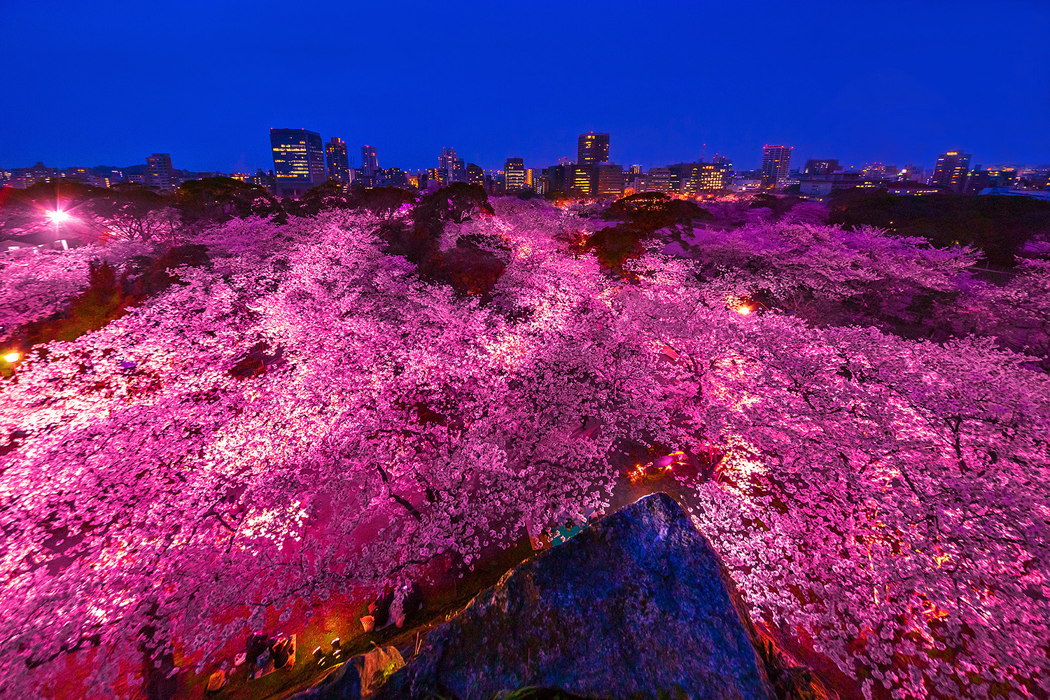 Enjoy Cherry Blossoms at Night at Fukuoka Castle: Savor a Fantastic Spring Evening