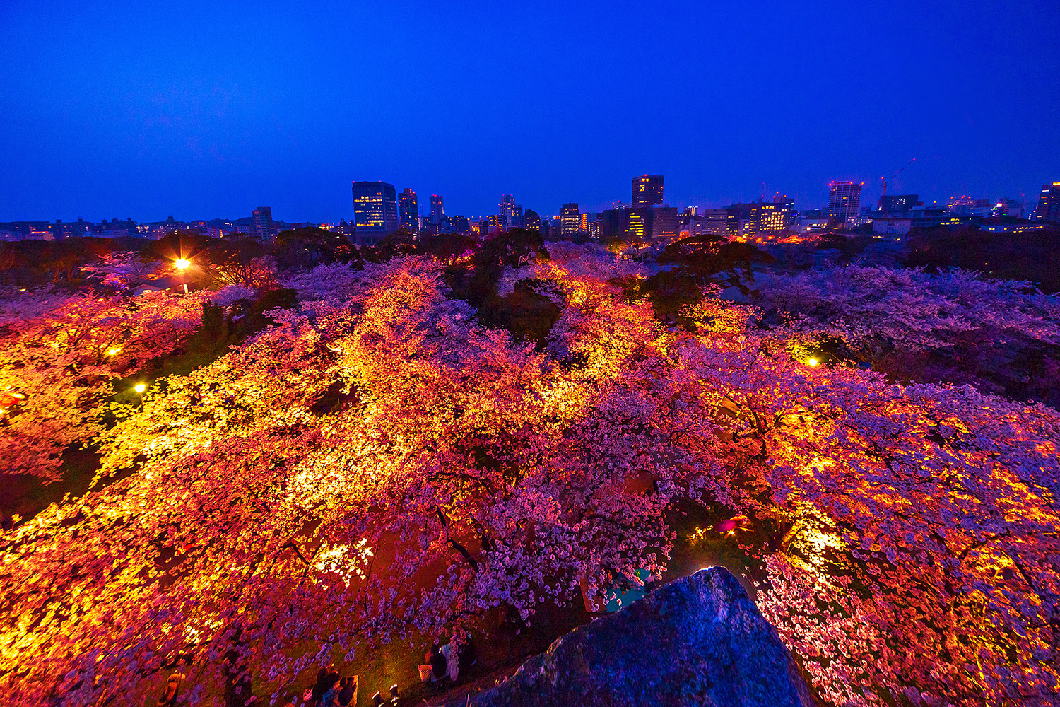 Night Cherry Blossoms at Maizuru Park: A Fantastic Scene that Colors Spring in Fukuoka